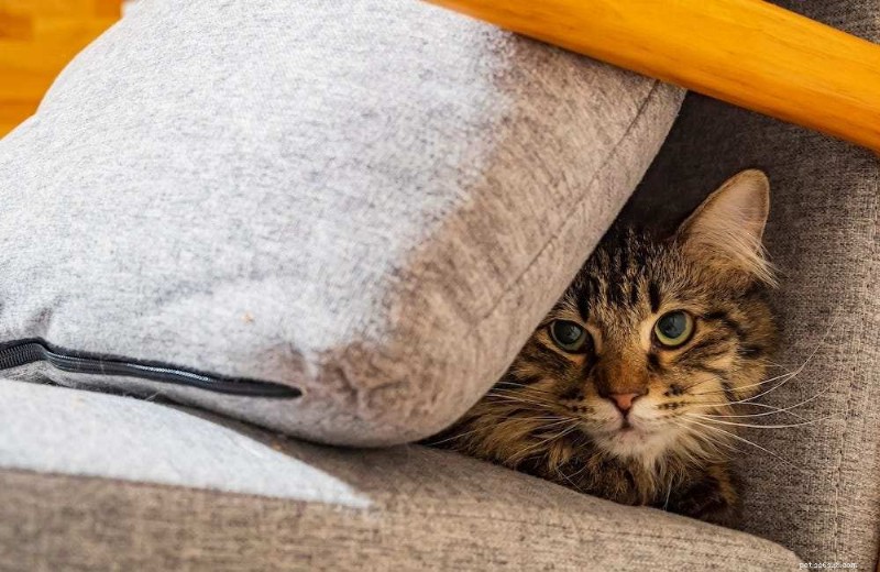 Cat Peeing Outside the Litter Box While Pooping Inside: Causes & Solutions