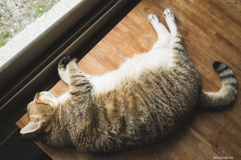 Decoding Your Cat’s Sleep Positions: What They Reveal About Health and Happiness