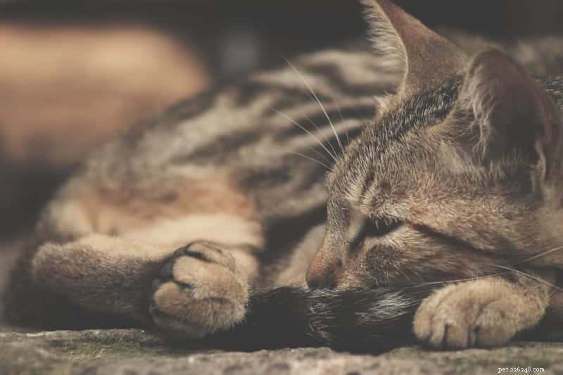 Decoding Your Cat’s Sleep Positions: What They Reveal About Health and Happiness