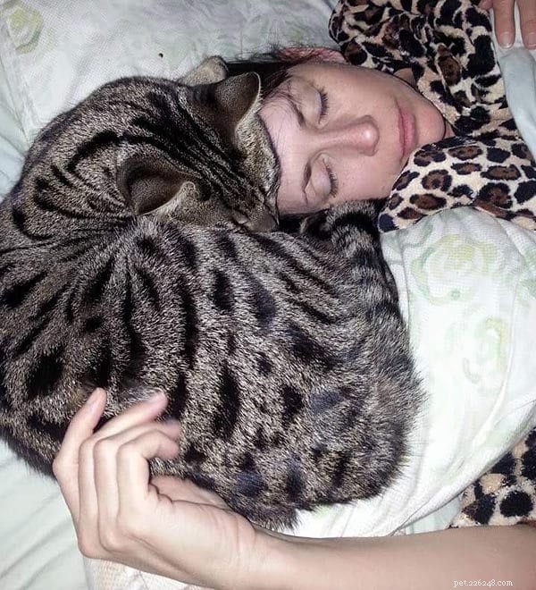Decoding Your Cat’s Sleep Positions: What They Reveal About Health and Happiness