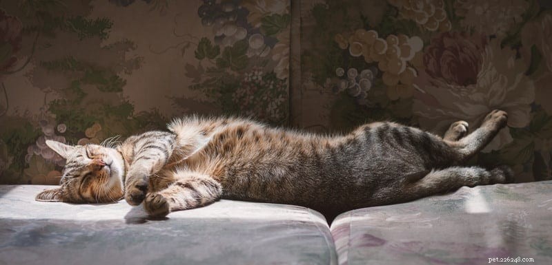 Decoding Your Cat’s Sleep Positions: What They Reveal About Health and Happiness