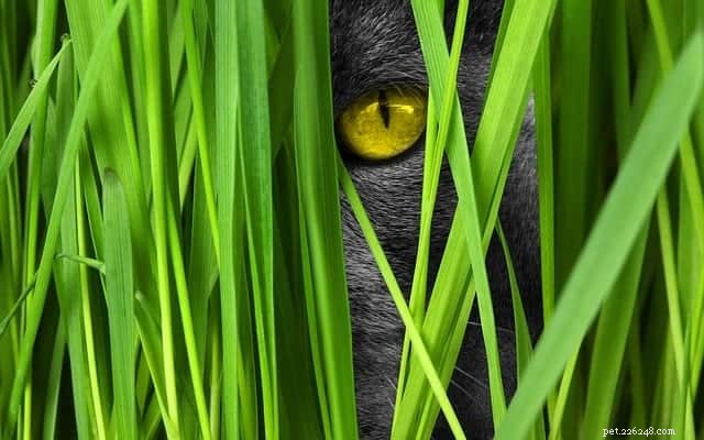 New Research Uncovers Why Cats Prefer Grass: A Veterinary Study