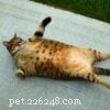 New Research Uncovers Why Cats Prefer Grass: A Veterinary Study