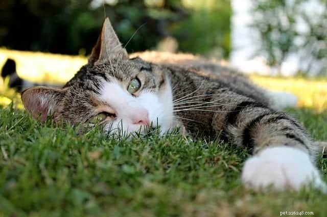 New Research Uncovers Why Cats Prefer Grass: A Veterinary Study