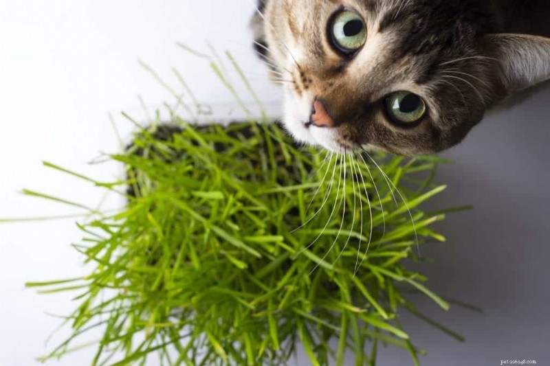 New Research Uncovers Why Cats Prefer Grass: A Veterinary Study