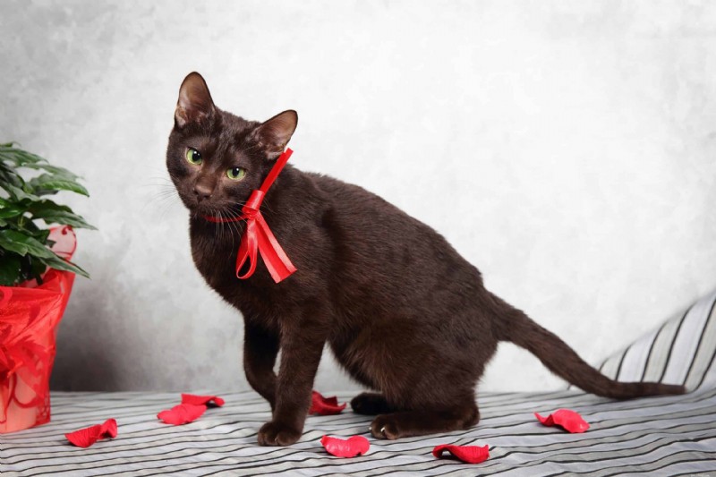 Discover the Most Rare Cat Coat Colors & Patterns