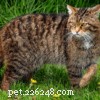 Discover the Most Rare Cat Coat Colors & Patterns