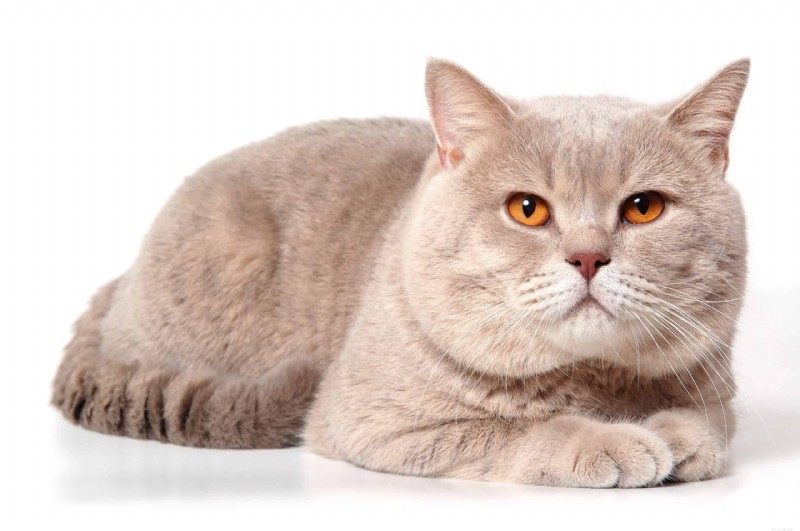 Discover the Most Rare Cat Coat Colors & Patterns
