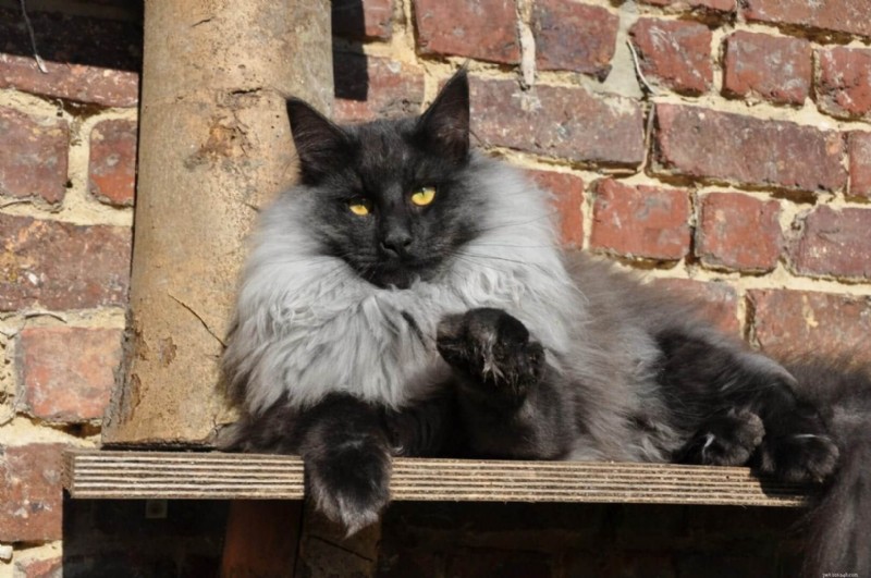 Discover the Most Rare Cat Coat Colors & Patterns