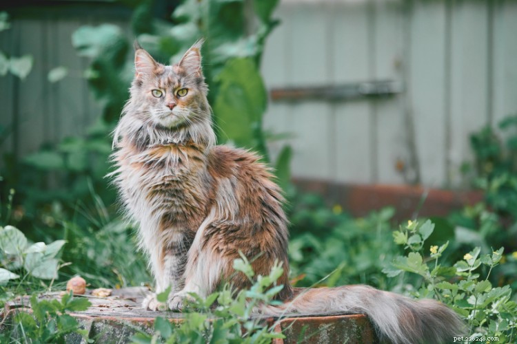 Maine Coon Cats Unveiled: Size, Personality, & Care Tips