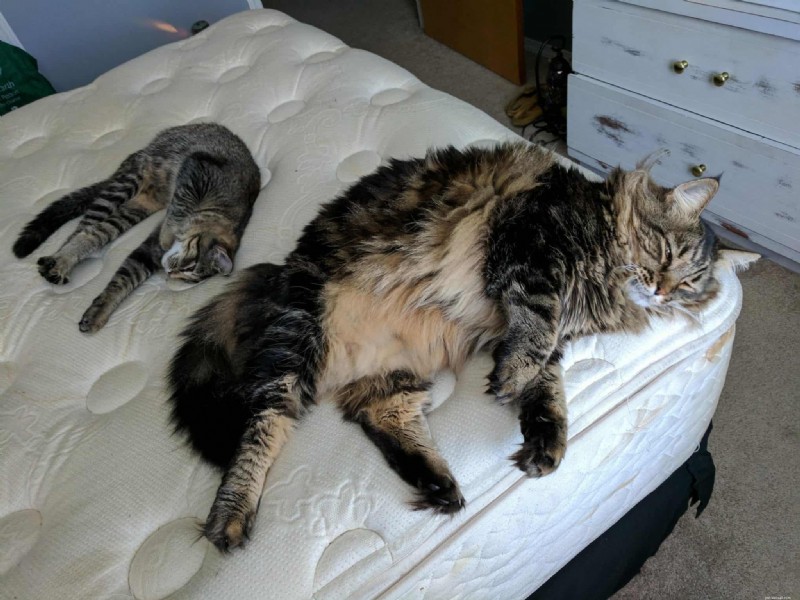 Maine Coon Cats Unveiled: Size, Personality, & Care Tips