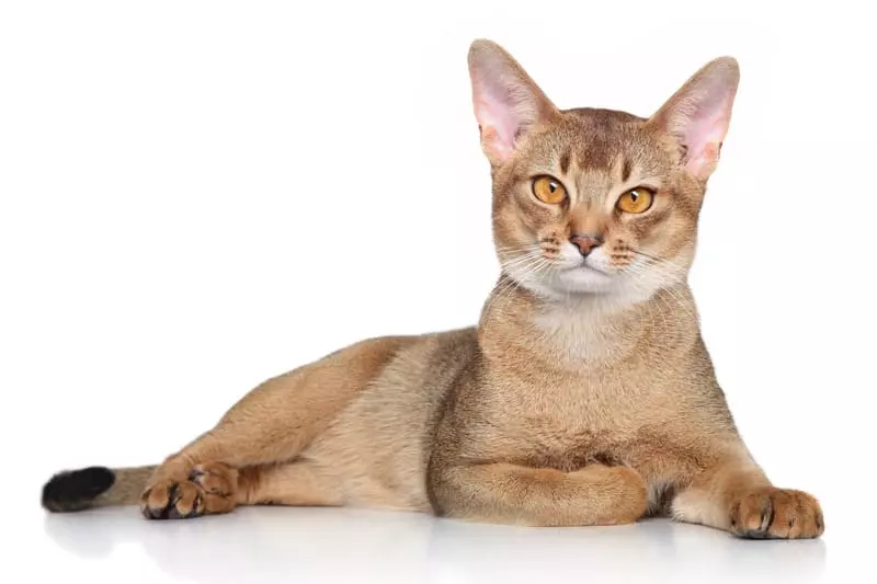 A Comprehensive Guide to the Elegant Abyssinian Cat Breed