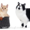 A Comprehensive Guide to the Elegant Abyssinian Cat Breed