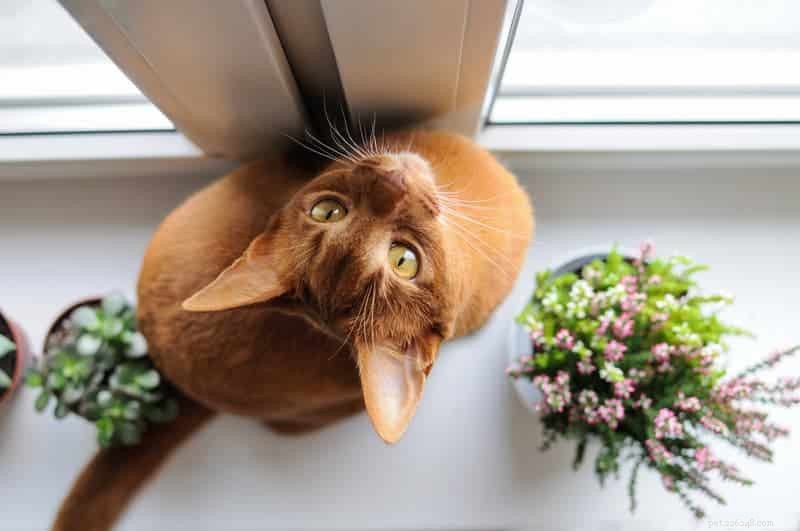 A Comprehensive Guide to the Elegant Abyssinian Cat Breed