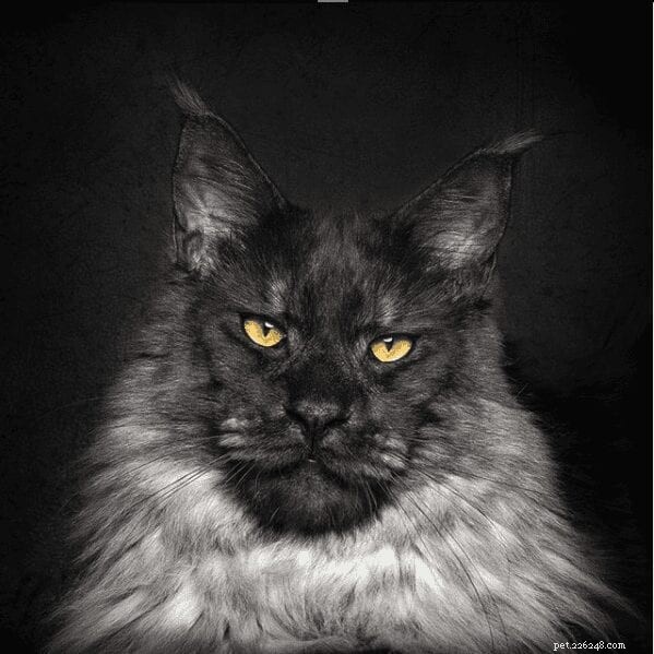 Meet Vivo: The Maine Coon That Sets a New Standard for Cat Beauty