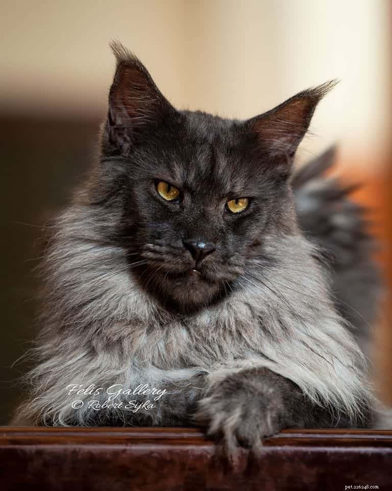 Meet Vivo: The Maine Coon That Sets a New Standard for Cat Beauty