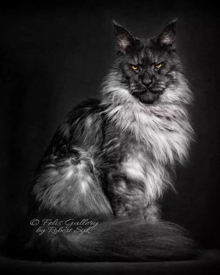 Meet Vivo: The Maine Coon That Sets a New Standard for Cat Beauty