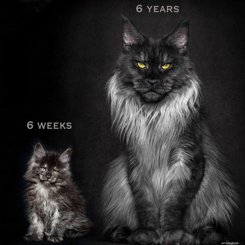 Meet Vivo: The Maine Coon That Sets a New Standard for Cat Beauty