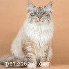 Meet Vivo: The Maine Coon That Sets a New Standard for Cat Beauty