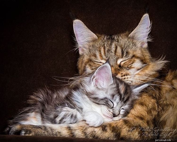 Meet Vivo: The Maine Coon That Sets a New Standard for Cat Beauty
