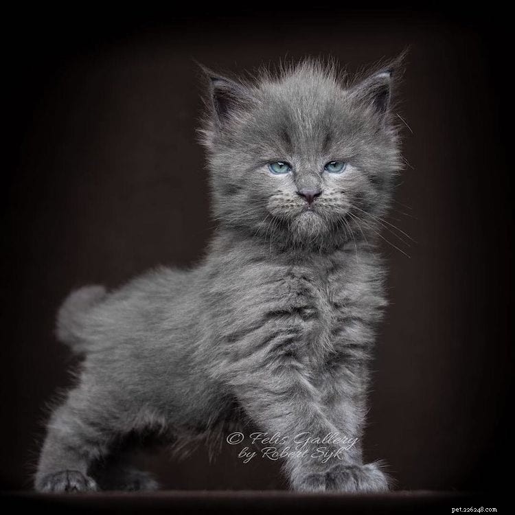 Meet Vivo: The Maine Coon That Sets a New Standard for Cat Beauty