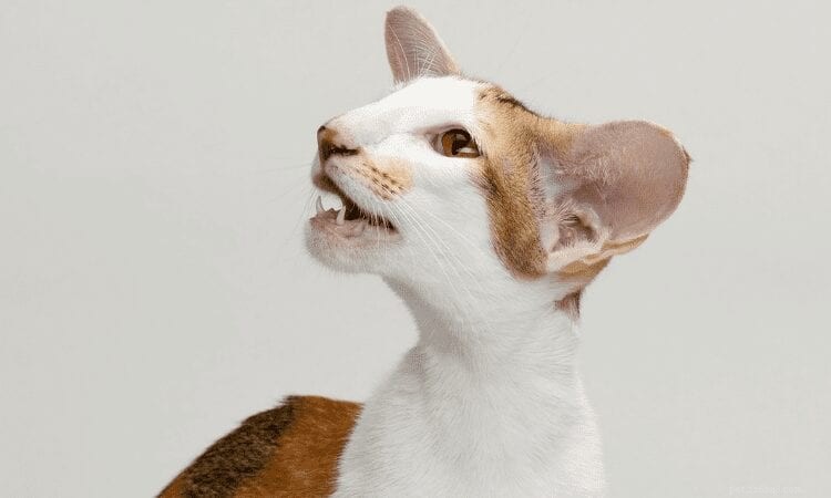 The Oriental Shorthair Cat: Traits, Care, and Family Benefits