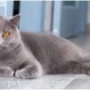 The Oriental Shorthair Cat: Traits, Care, and Family Benefits