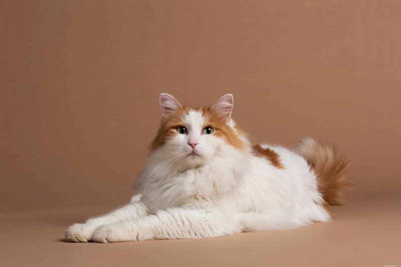 Ancient Cat Breeds That Thrive Today