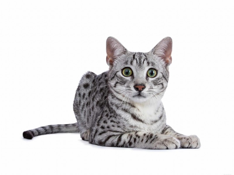 Ancient Cat Breeds That Thrive Today