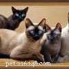 Ancient Cat Breeds That Thrive Today