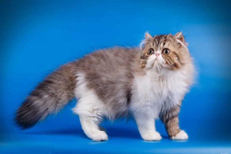 Ancient Cat Breeds That Thrive Today