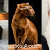 British Shorthair Cats: A Comprehensive Guide to Their Personality & Care