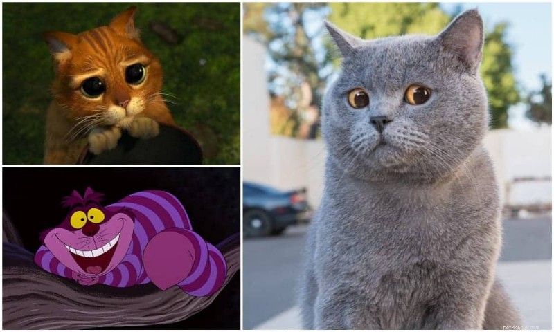 British Shorthair Cats: A Comprehensive Guide to Their Personality & Care