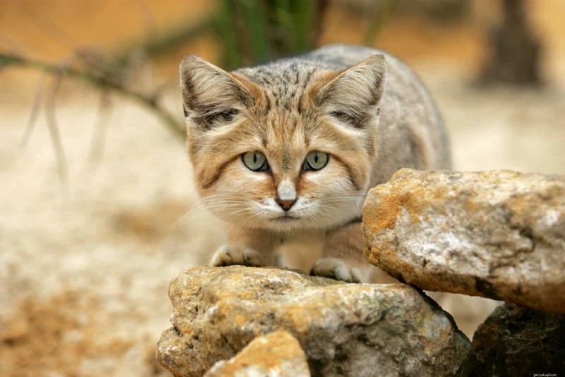 All About the Sand Cat: Desert‑Dwellers  Mighty Feline