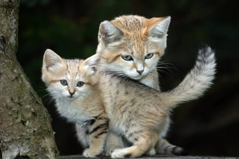 All About the Sand Cat: Desert‑Dwellers  Mighty Feline
