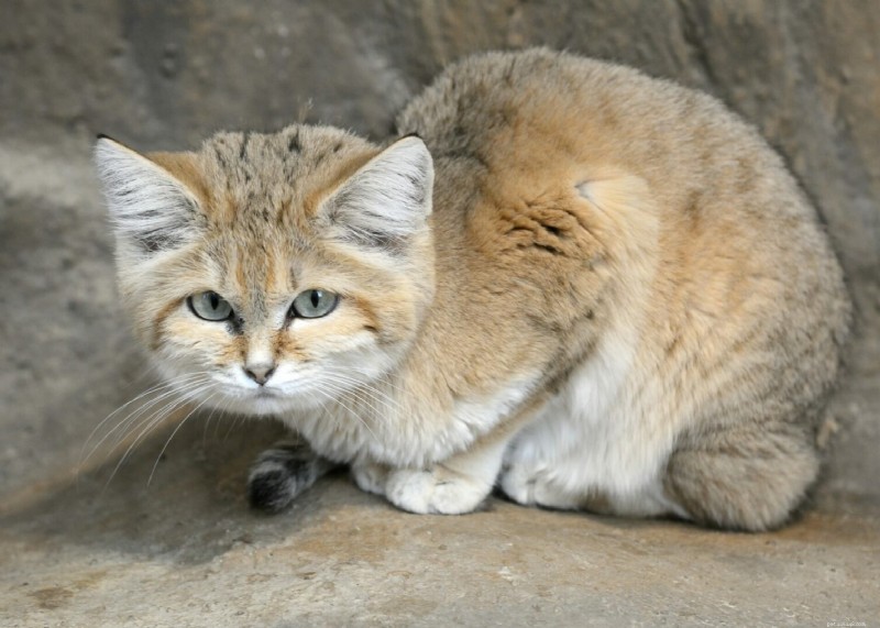 All About the Sand Cat: Desert‑Dwellers  Mighty Feline