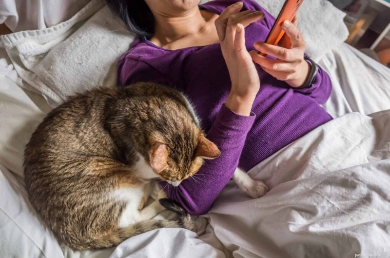 New Study Reveals Every Cat Fits One of Five Distinct Personality Profiles
