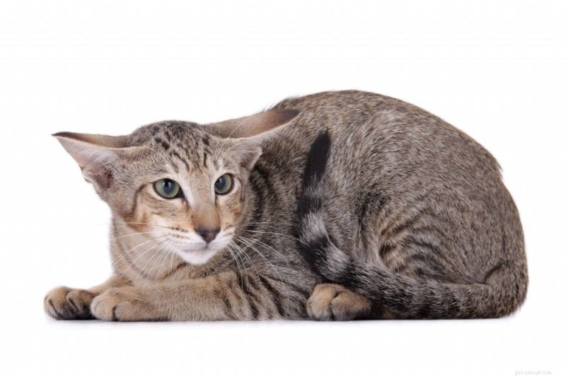 New Study Reveals Every Cat Fits One of Five Distinct Personality Profiles