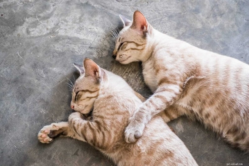 New Study Reveals Every Cat Fits One of Five Distinct Personality Profiles