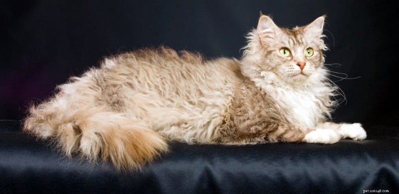 Discover Curly-Coated Cat Breeds: A Guide to the Most Popular Felines