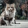 Discover Curly-Coated Cat Breeds: A Guide to the Most Popular Felines