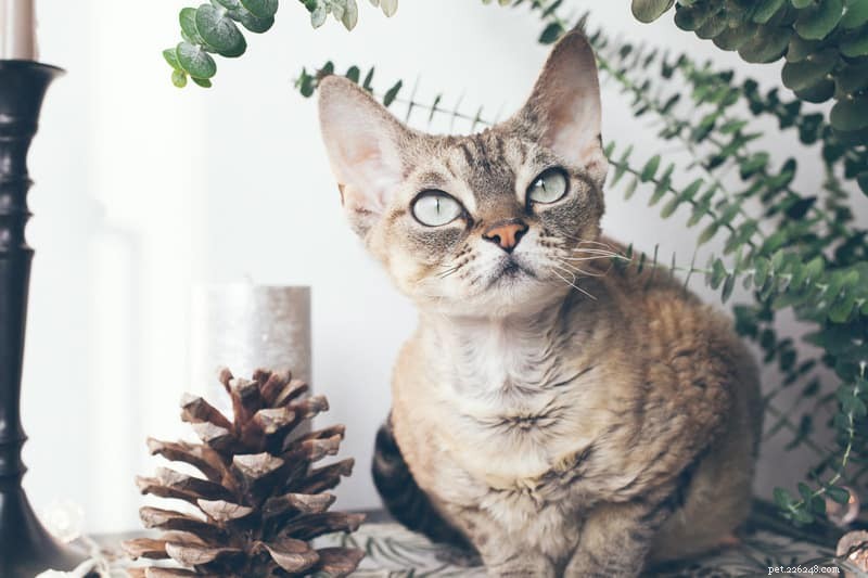 Discover Curly-Coated Cat Breeds: A Guide to the Most Popular Felines