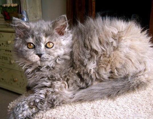 Discover Curly-Coated Cat Breeds: A Guide to the Most Popular Felines