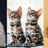 Somali Cat Guide: Traits, Care & Fun Facts