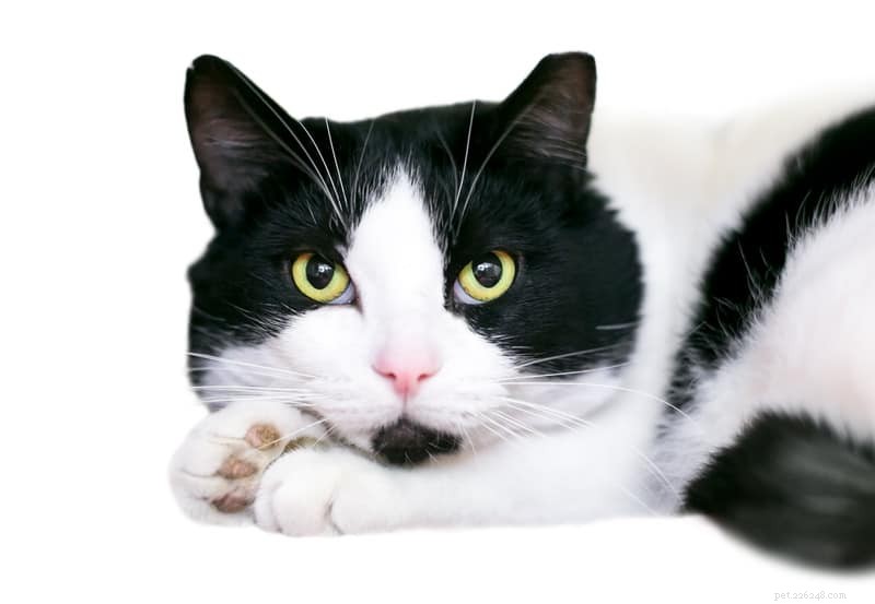 Understanding Black & White Cat Coat Patterns: Genetics & Common Traits