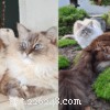 Understanding Black & White Cat Coat Patterns: Genetics & Common Traits