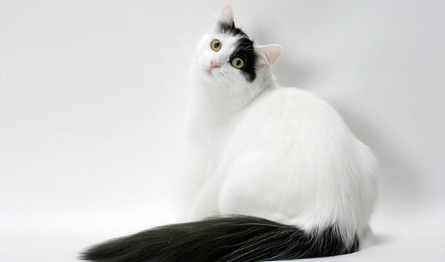 Understanding Black & White Cat Coat Patterns: Genetics & Common Traits
