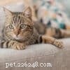 Bombay Cats: Elegant All‑Black Breeds That Look Like Mini Panthers