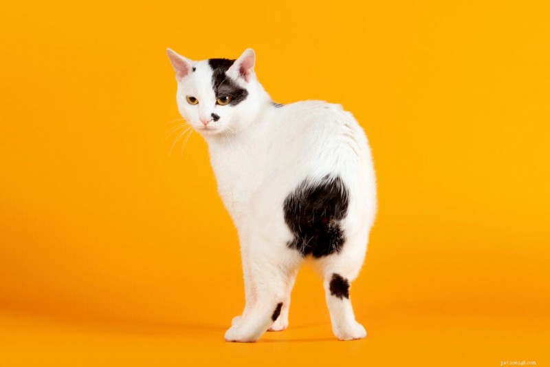Cat Breeds Believed to Bring Good Luck