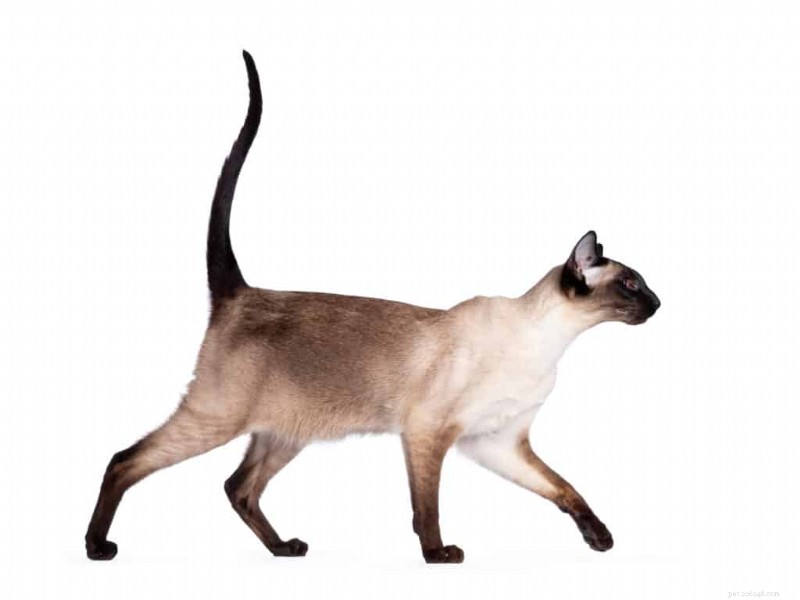 Cat Breeds Believed to Bring Good Luck